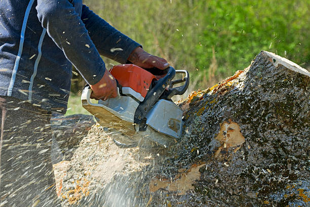 Trusted Ocean Grove, NJ  Tree Services Experts